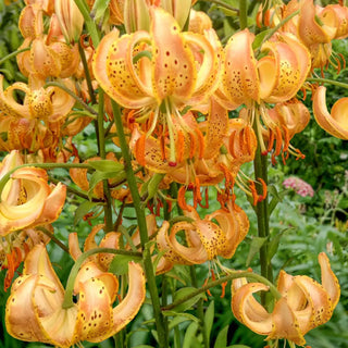 Martagon Lily Peppard Gold