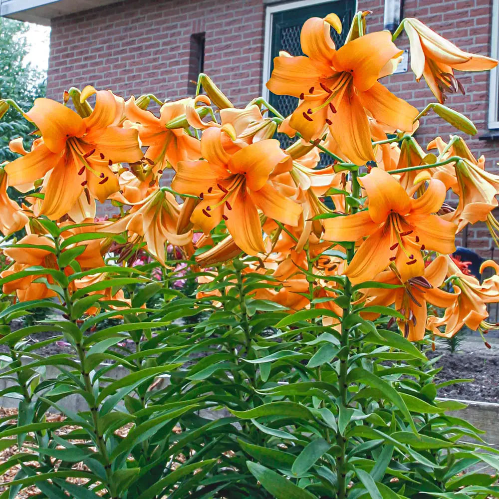orange peace lily Orienpet Lily Orange Space
