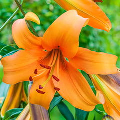 Giant Hybrid Lily Orange Space | K. van Bourgondien