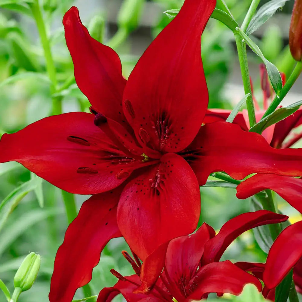 large red lily flower Asiatic Lily Red Highland