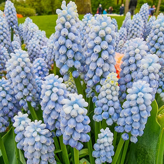 Muscari Manon