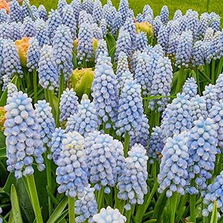 Muscari Manon