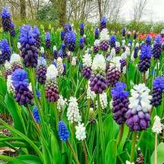 grape hyacinth herbicide Enchanting Spring Grape Hyacinth Mix