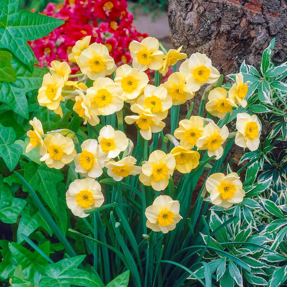 Jonquilla Daffodil Sun Disc | K. van Bourgondien - Dutch Bulbs