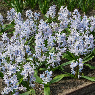 Siberian Squill (Scilla siberica)