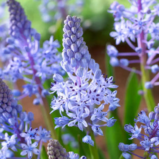 Amethyst Meadow Squill (Scilla litardierei)