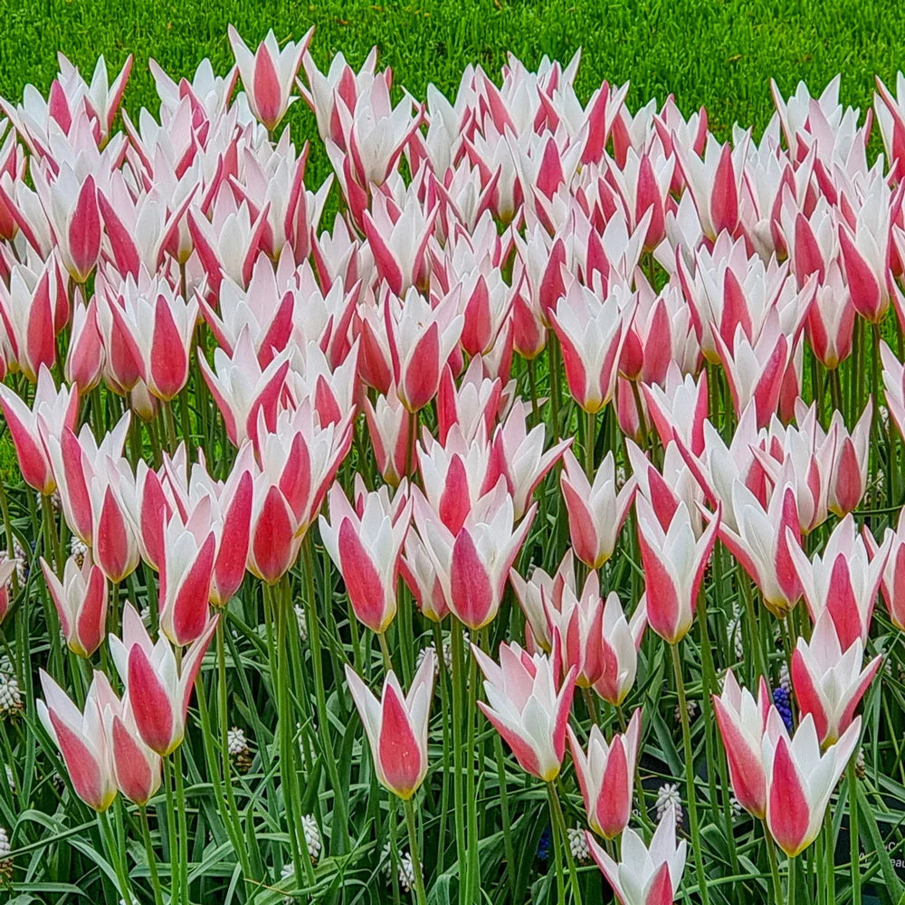 Peppermint Stick Tulip – K. van Bourgondien