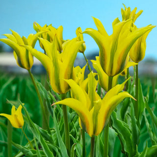 Viridiflora Tulip Formosa