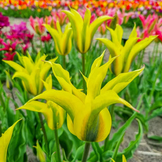 Viridiflora Tulip Formosa