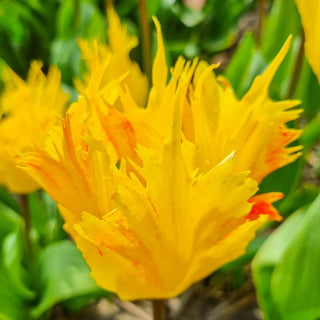 Darwin Hybrid Tulip Golden Leo