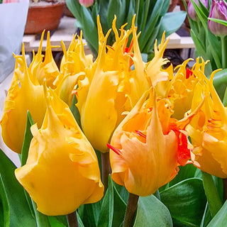 Darwin Hybrid Tulip Golden Leo
