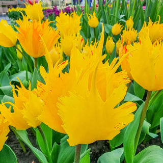 Darwin Hybrid Tulip Golden Leo