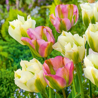 Paso Doble Tulip Duet