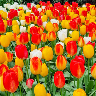 Rainbow's End Tulip Mix