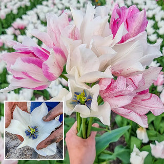 Triumph Tulip Karate