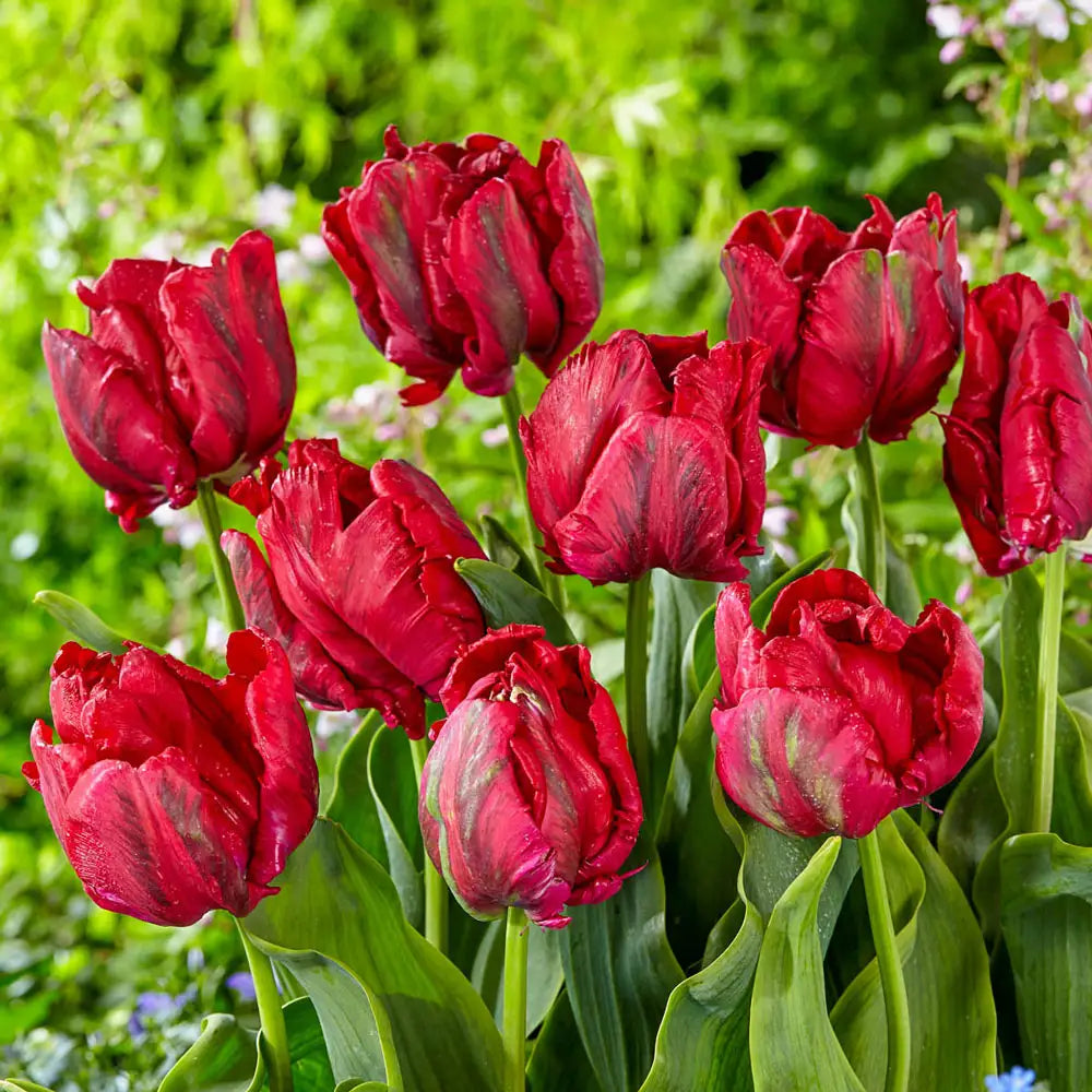 Red Madonna Parrot Tulip Bulbs | K. van Bourgondien Red Madonna Parrot Tulip Bulbs | K. van Bourgondien