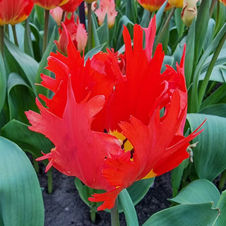 Darwin Hybrid Tulip Robbedoes