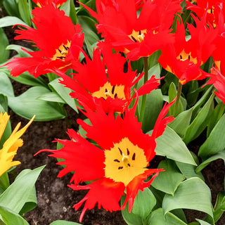 Darwin Hybrid Tulip Robbedoes