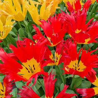 Darwin Hybrid Tulip Robbedoes