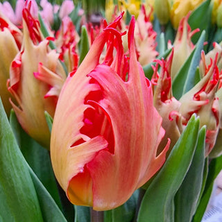 Darwin Hybrid Tulip Robbedoes