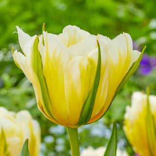 Double Peony Tulip Sweet Valley