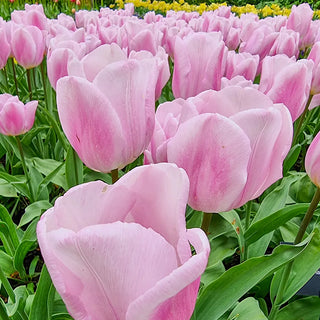 Triumph Tulip Synaeda Amor