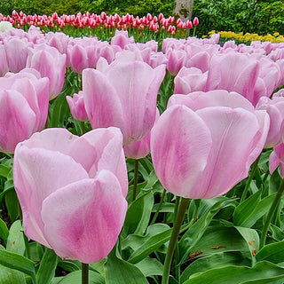 Triumph Tulip Synaeda Amor