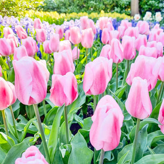 Triumph Tulip Synaeda Amor