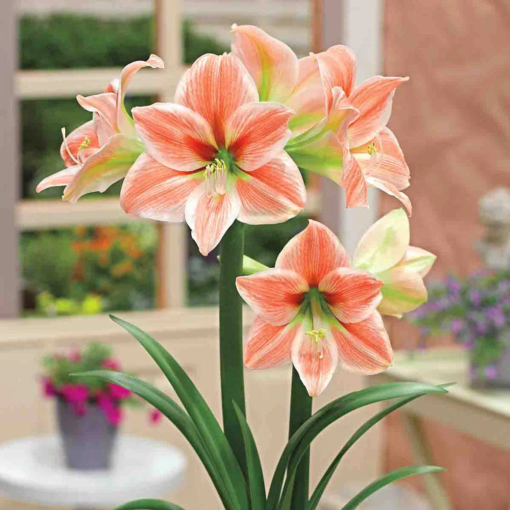 plant amaryllis indoors Amaryllis King Star