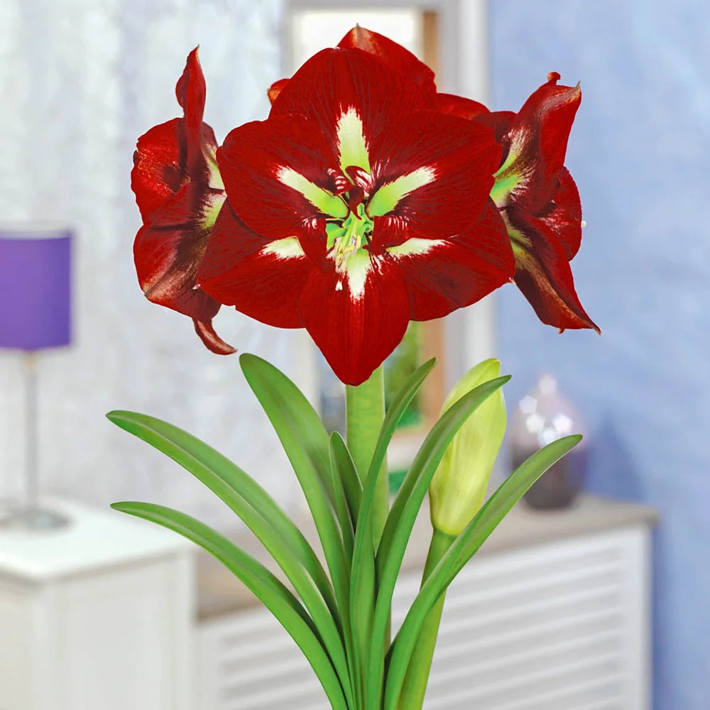 barbados lily flower Amaryllis Barbados | Bag of 3 Wholesale Bulbs | Hippeastrum 'Barbados' | Zone 3-10 | Red | White | 18 - 24 inches | Full Sun