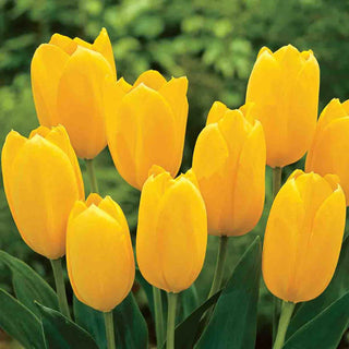 Mayflowering Tulip Big Smile