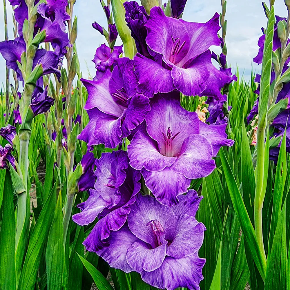 gladiolus indoor plant Gladiolus Cookie