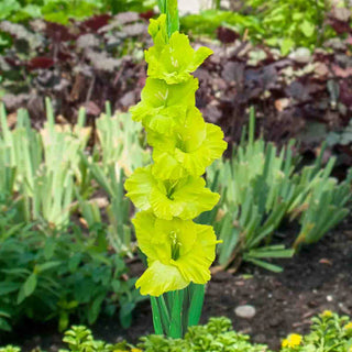 Gladiolus Dingadong