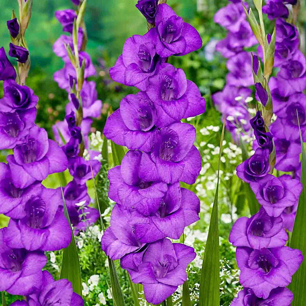 gladiolus indoor plant Gladiolus Donau