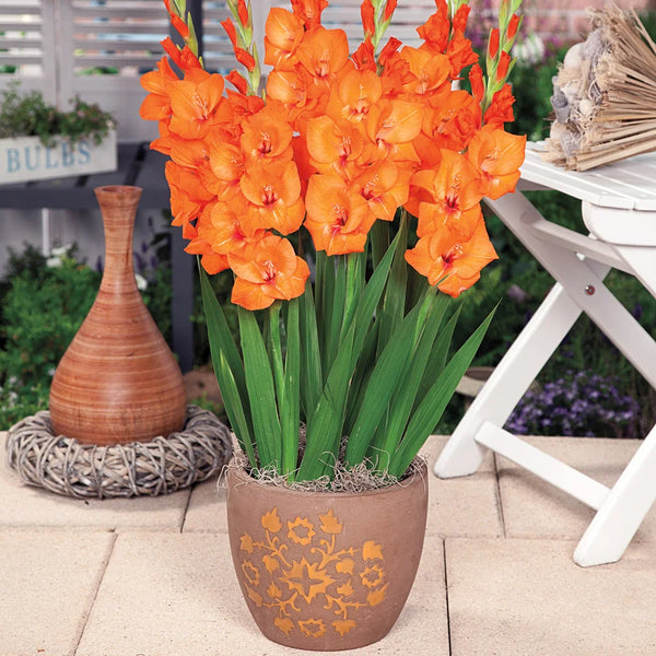 plant gladiolus bulbs in pots Glamini Jenny Gladiolus Bulbs