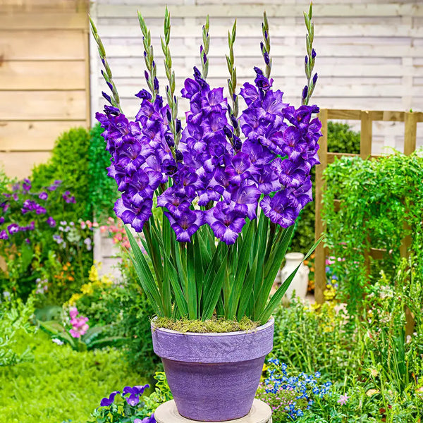 can you plant gladiolus bulbs in pots Shop Glamini Kim Gladiolus Bulbs