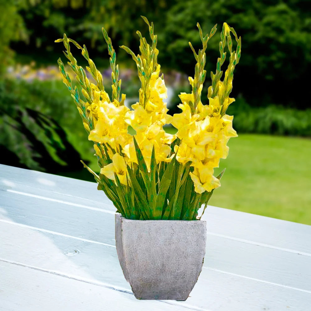Glamini Luna Gladiolus Bulbs | K. van Bourgondien
