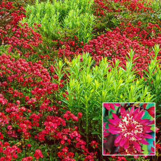 Great Masterwort Claret