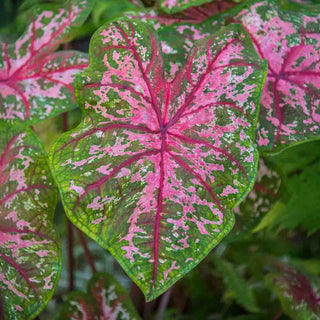 Caladium Carolyn Whorton