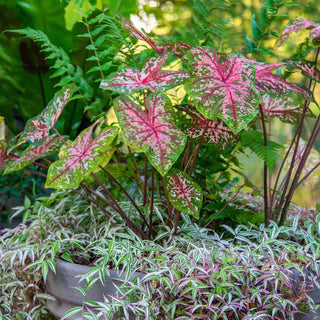 Caladium Carolyn Whorton