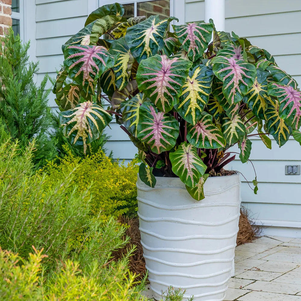 royal hawaiian elephant ear plant Elephant Ear Royal Hawaiian® ‘Waikiki’ (Colocasia)