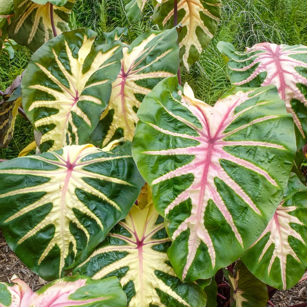 pink and green elephant ear plant Buy Royal Hawaiian Waikiki Elephant Ear