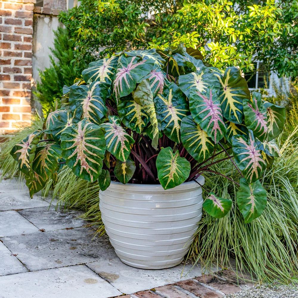 hawaii elephant ear plant Buy Royal Hawaiian Waikiki Elephant Ear