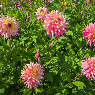 Decorative Dahlia Bahama Mama