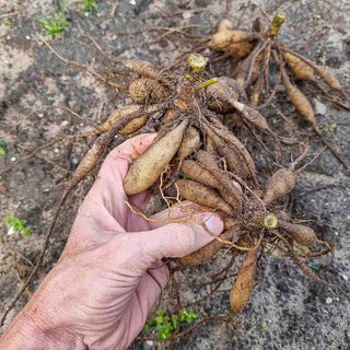 Improved Beeline Dahlia Mixture