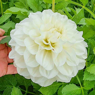 Decorative Dahlia Bride To Be