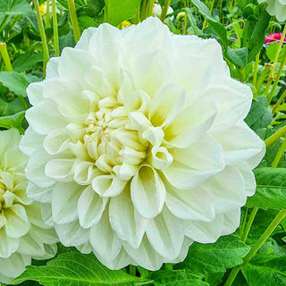 Decorative Dahlia Bride To Be