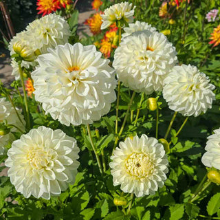 Decorative Dahlia Bride To Be