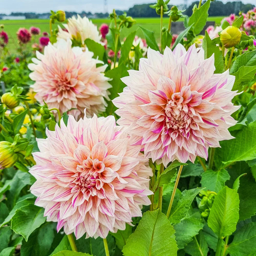 cafe au lait dahlia seeds Cafe au Lait Twist Dahlia Bulbs