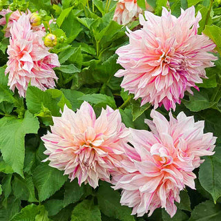 Dinnerplate Dahlia Café au Lait Twist